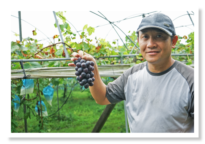 BKシードレスの収穫