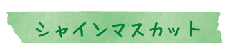 シャインマスカット