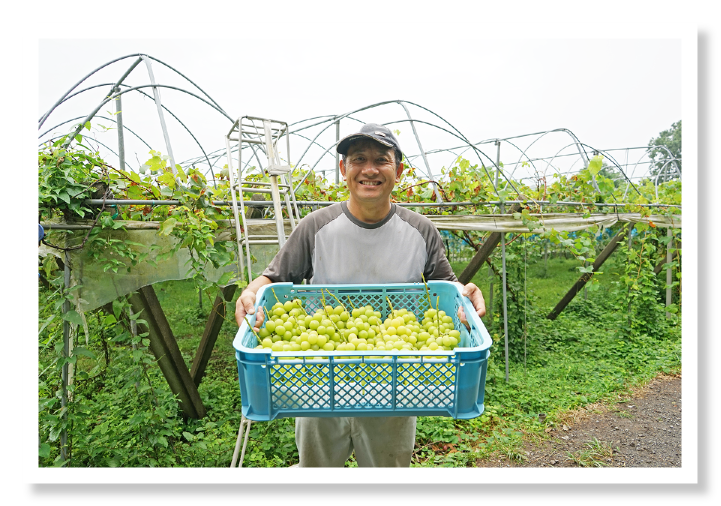 シャインマスカットの収穫