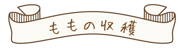 ももの収穫